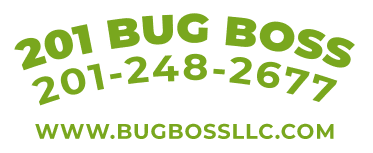 201 BUG BOSS